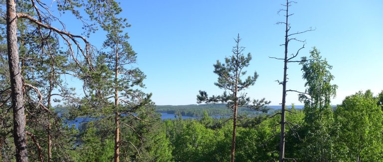 Metsämaisemaa Orilammelta.